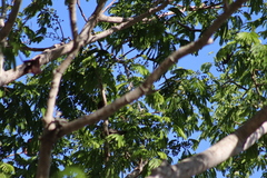 Melanerpes chrysogenys