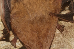 Lasiurus ega
