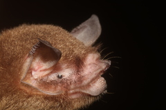 Pteronotus mesoamericanus