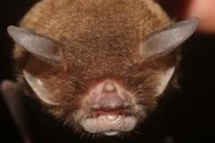 Pteronotus mesoamericanus