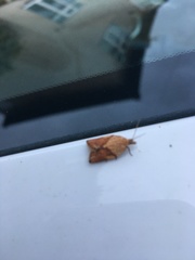 Epiphyas postvittana