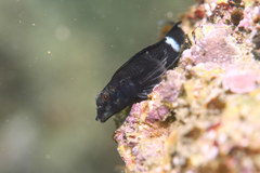 Enneapterygius etheostoma