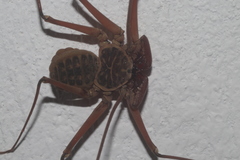 Paraphrynus raptator