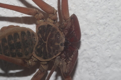 Paraphrynus raptator