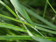 Bromopsis