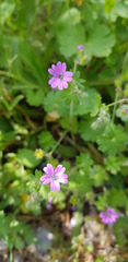 Geranium molle