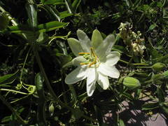 Passiflora peduncularis