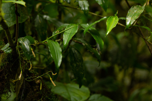 Dracaena laxissima image