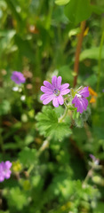 Geranium molle