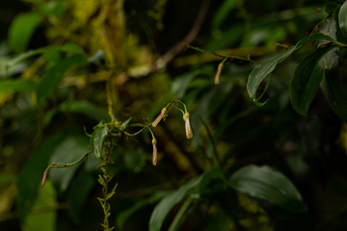 Dracaena laxissima image