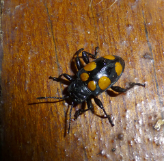 Spathomeles anaglyptus