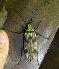 Baralipton severini