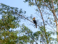 Rhabdotorrhinus corrugatus