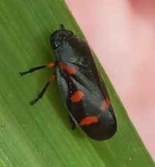 Cercopis intermedia