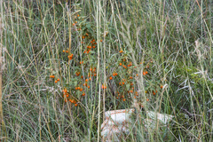Solanum capense