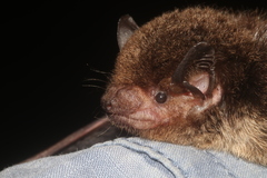 Eptesicus furinalis