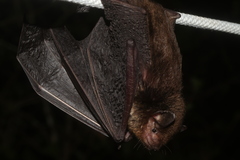 Eptesicus furinalis