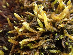 Rhynchostegium murale