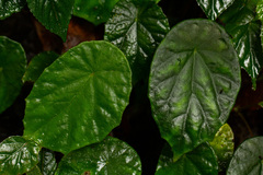 Begonia pulcherrima image