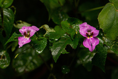 Impatiens ludewigii