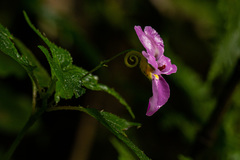Impatiens ludewigii