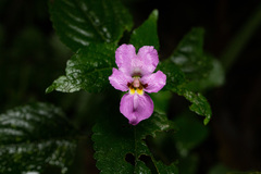 Impatiens ludewigii