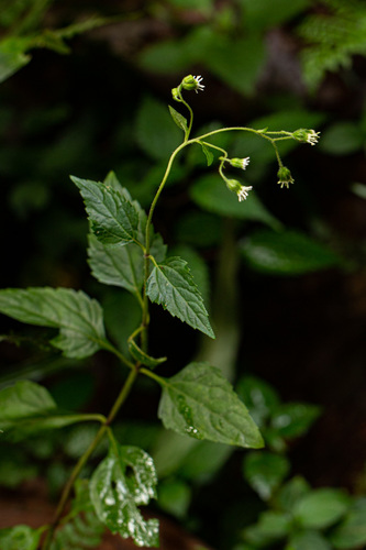 Adenostemma mauritianum image