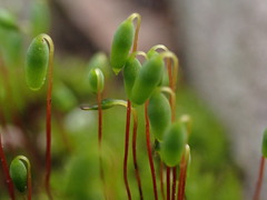 Pohlia nutans nutans