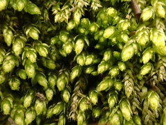 Plagiothecium cavifolium