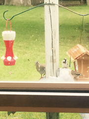 Passer domesticus