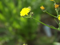 Crepis capillaris