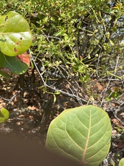 Alternanthera flavescens