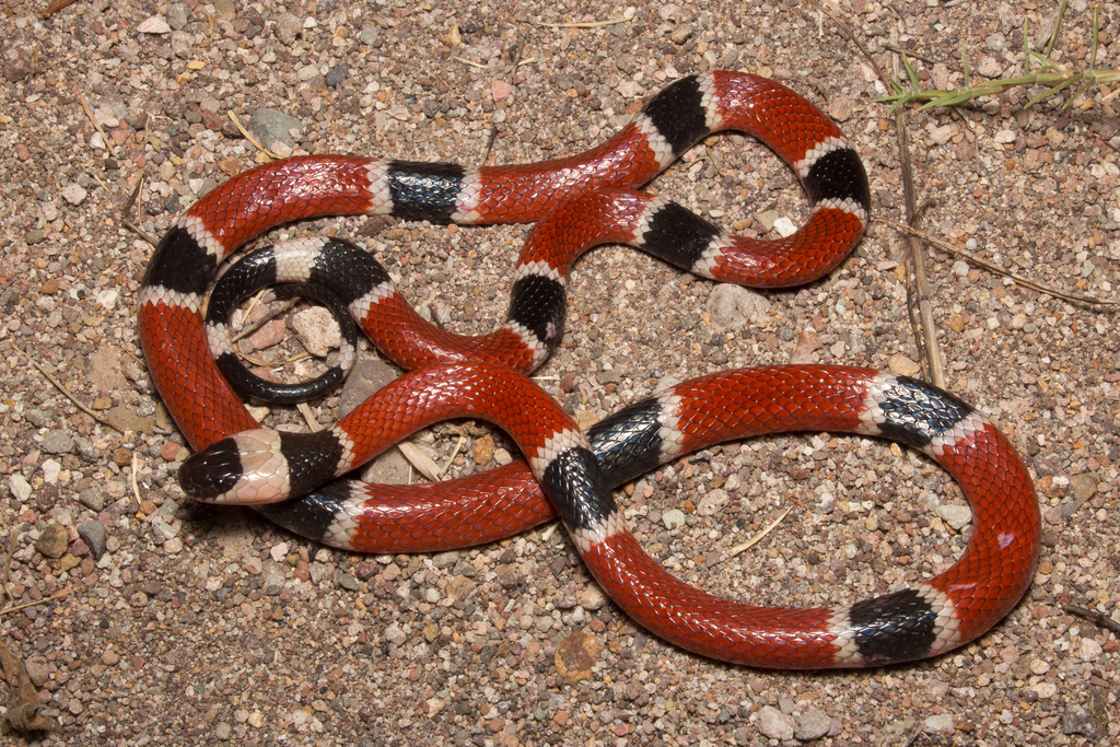 Coralillo de Occidente (Guía de Anfibios y Reptiles de Álamos, Sonora ...