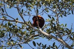 Alouatta sara