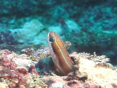 Plagiotremus azaleus