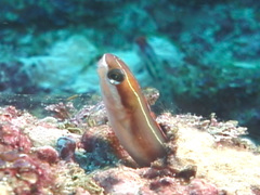 Plagiotremus azaleus