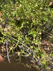 Alternanthera flavescens