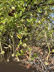 Alternanthera flavescens