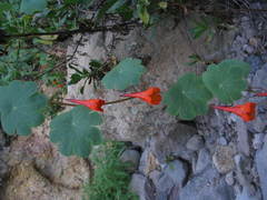 Tropaeolum tuberosum