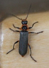Cantharis marginiventris