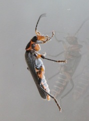 Cantharis marginiventris