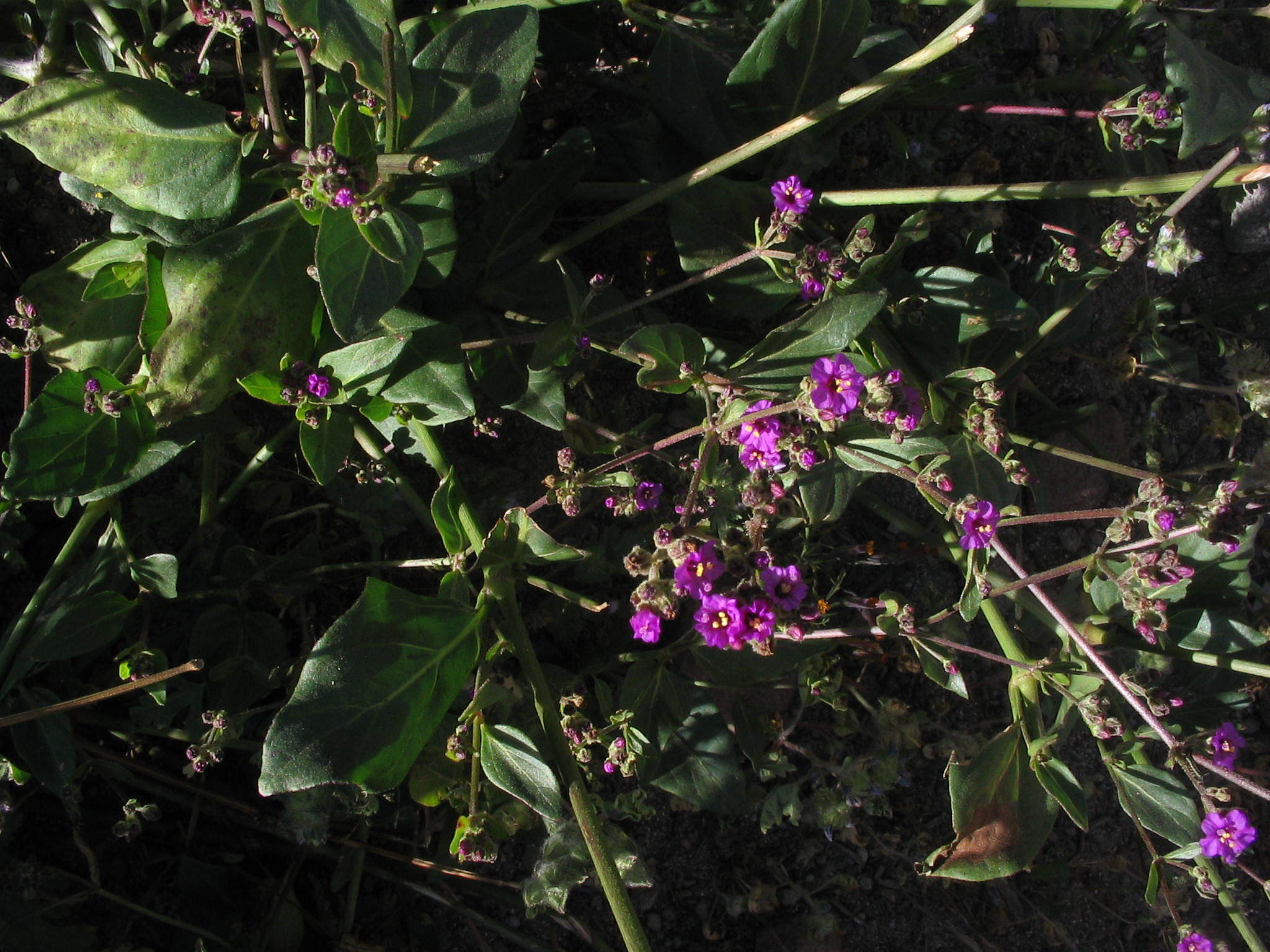 Mirabilis expansa