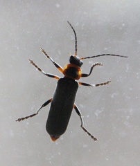 Cantharis marginiventris