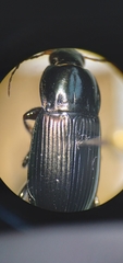 Poecilus lucublandus