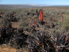 Aloe microstigma framesii
