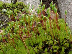 Pohlia nutans nutans