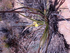 Hypoxis obtusa