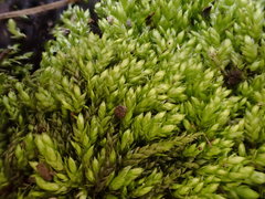 Plagiothecium cavifolium