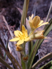 Hypoxis obtusa