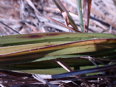 Hypoxis obtusa